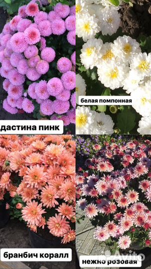 Хризантемы мультифлора