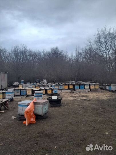 Пчелопакеты