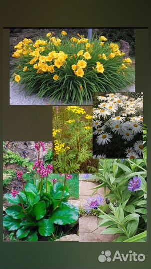 Бадан,василёк,золотарник,пижма, ромашка,лилейник