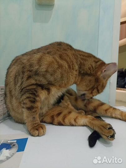 Бенгальская кошка бесплатно