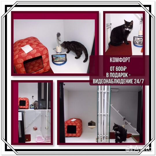 Зоогостиница, Передержка, Гостиница для кошек