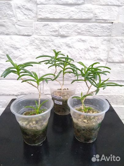 Местоклема (растения и семена)