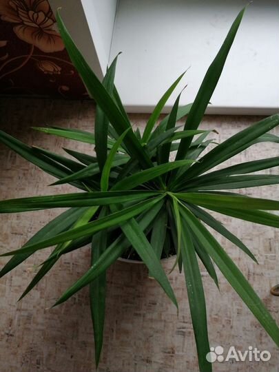 Кордилина киви