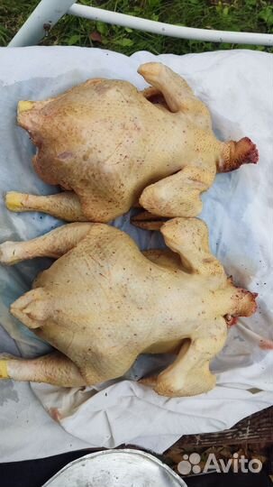 Мясо домашнего бройлера