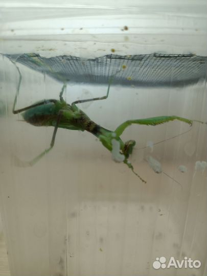 Дрозофила, богомолы