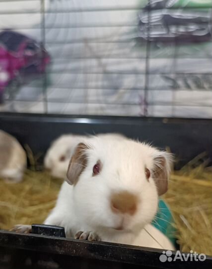 Породистые морские свинки