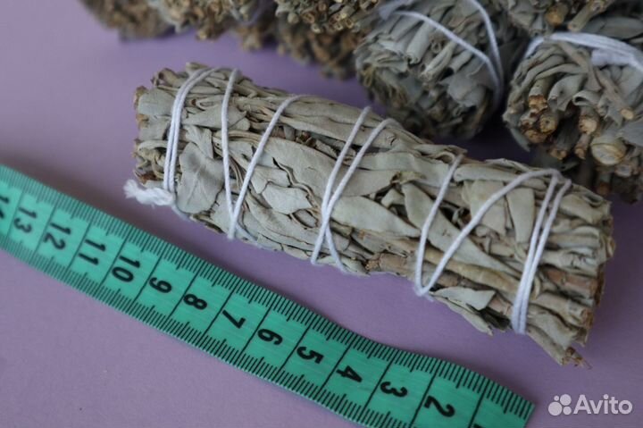 Шалфей Калифорнийский от 20шт опт для Вайлберис