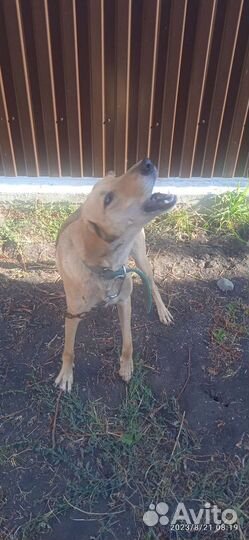 Русская гончая