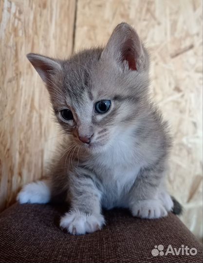 Котята в добрые руки, бесплатно