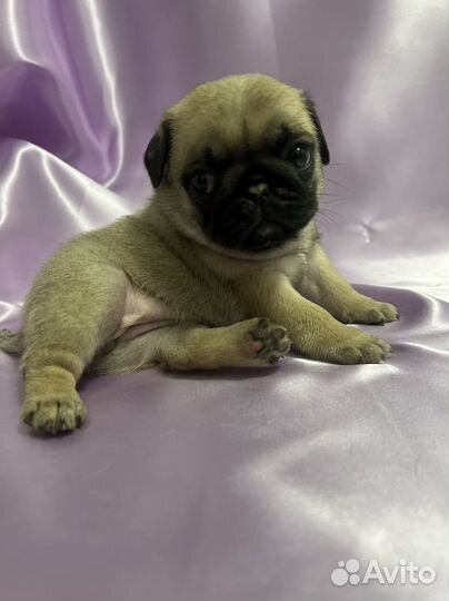 Щенки мопса РКФ