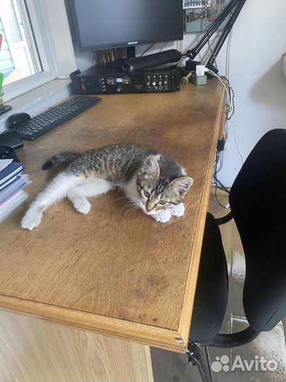 Котенок в добрые руки