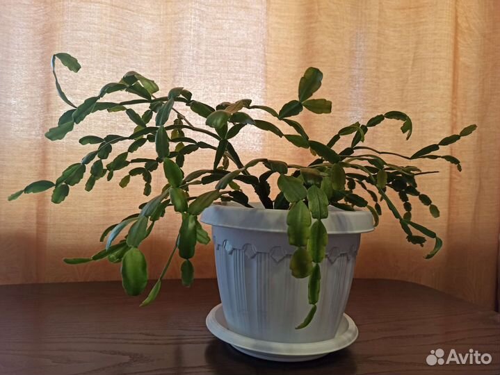 Декабрист зигокактус Шлюмбергера в горшке