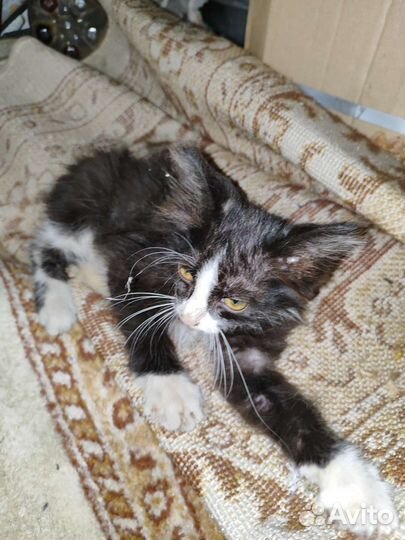 Котёнок в добрые руки :)