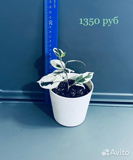 Фикус Де Гантель