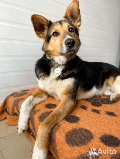 Собака с шикарными ушами в добрые руки