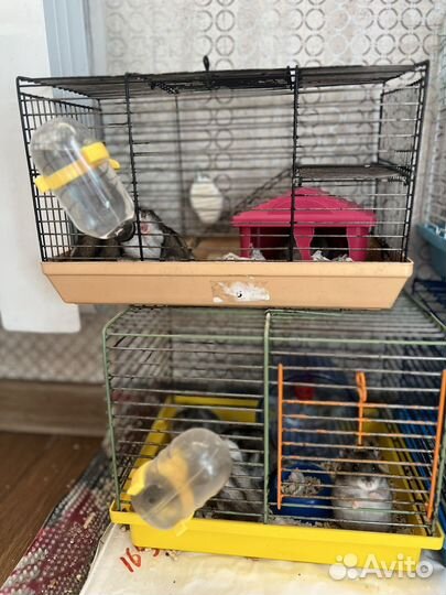 Джунгарский хомяк с клеткой