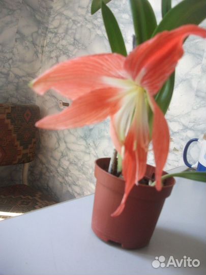 Гиппиаструм