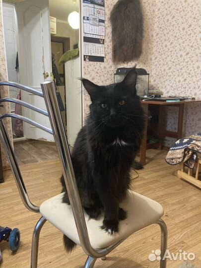 Котята мейн-кун