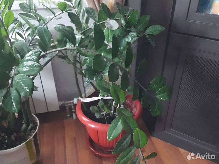 Замиокулькас