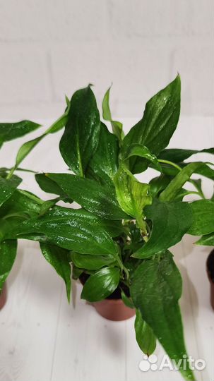 Спатифиллум Шопен, женское счастье