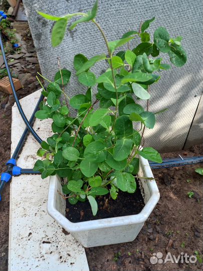 Каприфоль желтая и магония падуболистная