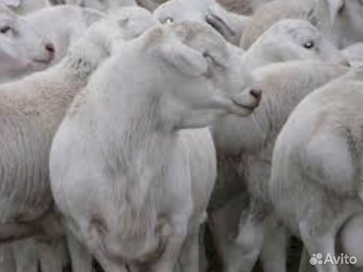 Дорпер, овцы Черноголовые и белые,ягнята