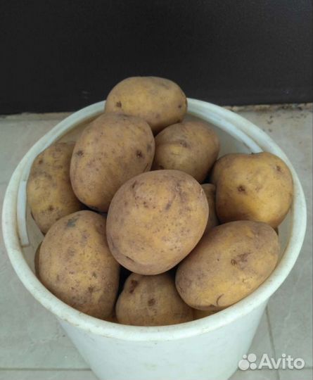 Продам картофель для еды