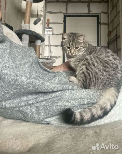 Кошечка подросток