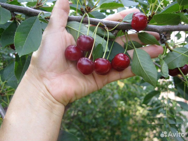 Вишня свежая с доставкой по Таганрогу