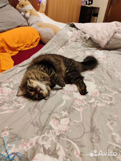 Пушистая кошечка