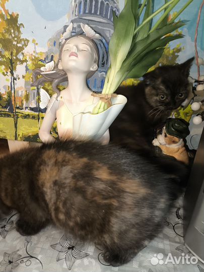 Котята британские