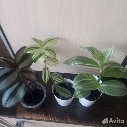 Комнатные цветы