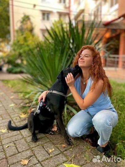 Собака в добрые руки