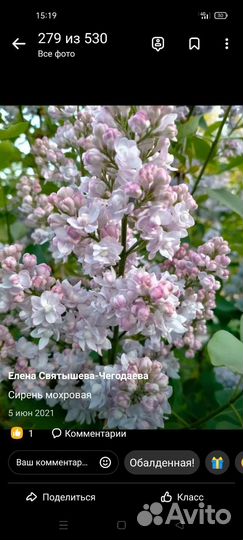 Саженцы сирени махровой