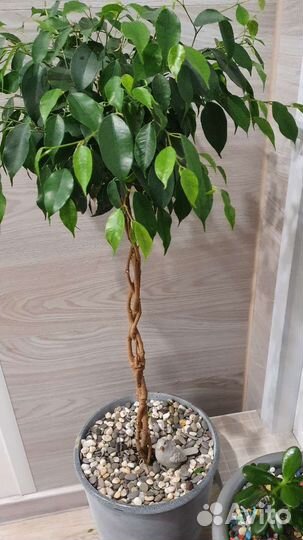 Фикус бенджамина