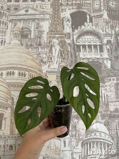 Синадениум, алоэ, монстера и др