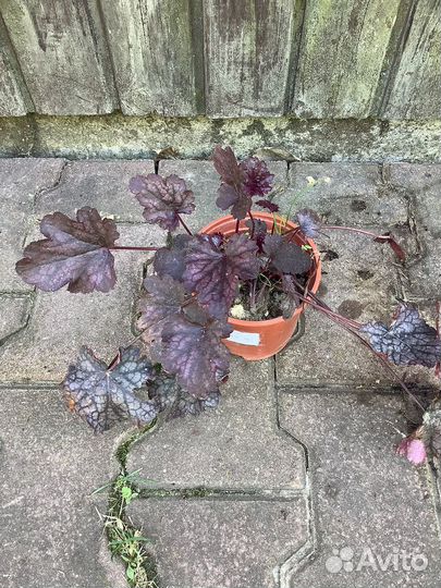 Флокс. Гейхера. Лилейник. Ромашка. Хоста