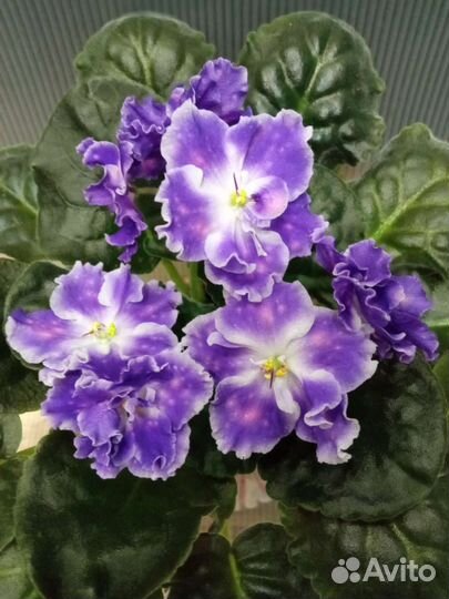 Фиалки сортовые, черенки на срез, детки