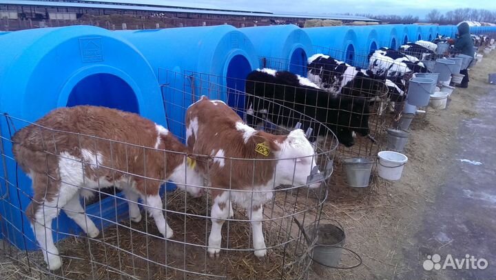 Телята бычки