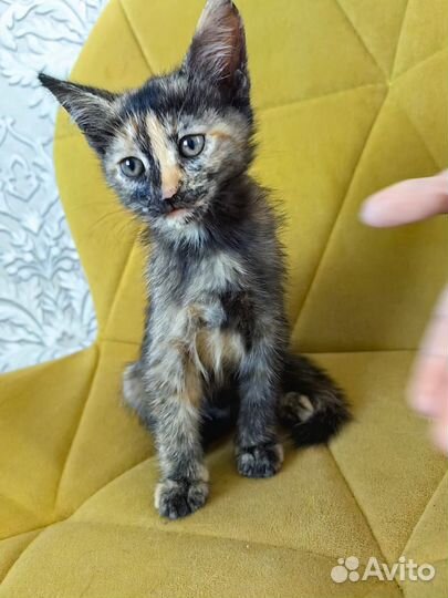 Котята в добрые руки бесплатно