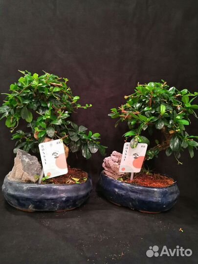 Дерево бонсай кармона 20/30