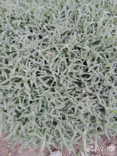 Растения цветы для сада