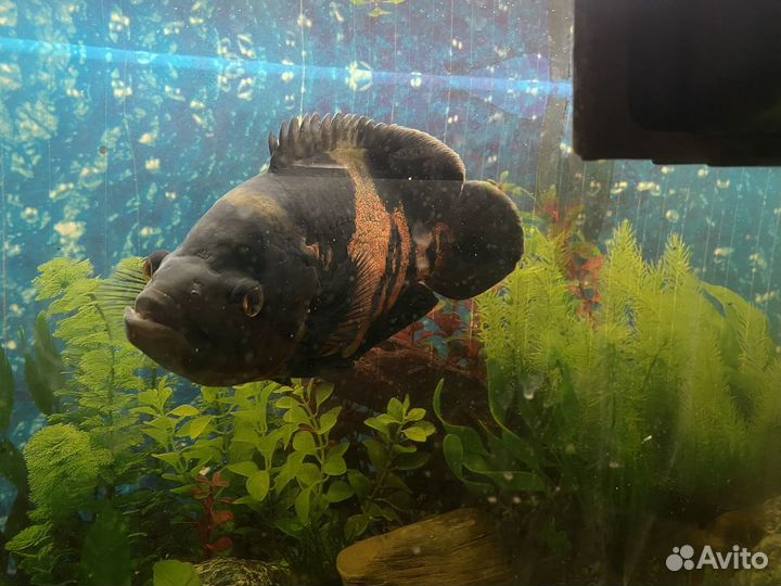 Астронотус (Astronotus ocellatus)