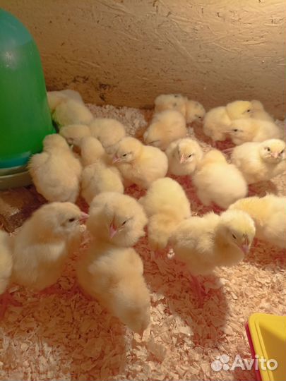 Индюшата цыплята