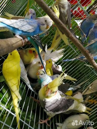 Попугай корелла, волнистые и неразлучники