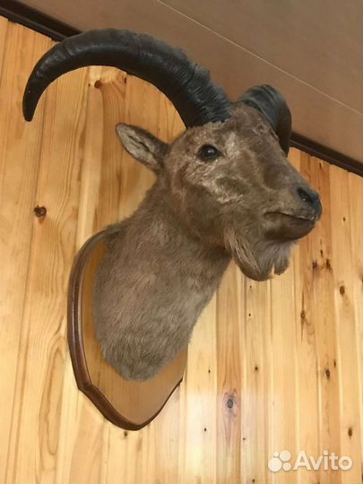 Голова тура