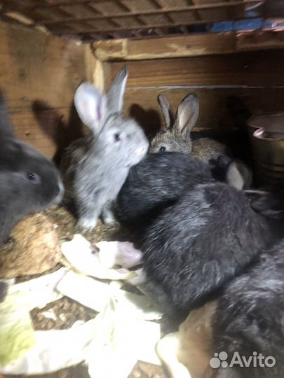 Кролики мясных пород