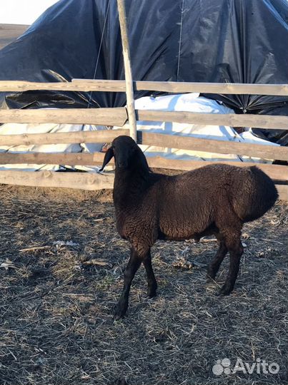 Баранчик на племя