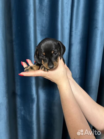 Щенки таксы