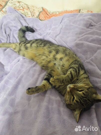 Молодой котик